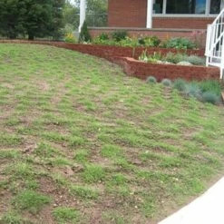 Prestige™ Buffalo Grass Plugs -High Country Gardens Sales prestige2months 1