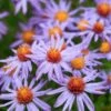 Professor Kippenberg New York Aster -High Country Gardens Sales professor kippenberg aster