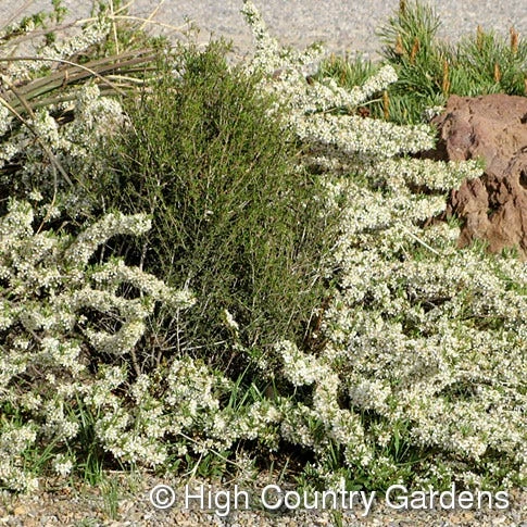 Pawnee Buttes® Sand Cherry (Prunus) 4 Pawnee Buttes® Sand Cherry (Prunus) - Image 2