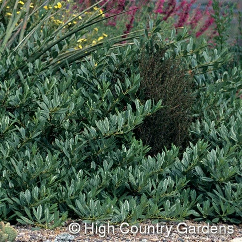 Pawnee Buttes® Sand Cherry (Prunus) 5 Pawnee Buttes® Sand Cherry (Prunus) - Image 3