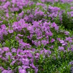 Purple Beauty Creeping Phlox -High Country Gardens Sales purple beauty creeping phlox groundcover 4