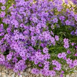 Purple Beauty Creeping Phlox -High Country Gardens Sales purple beauty creeping phlox rock garden