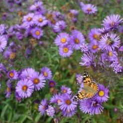 Purple Dome New England Aster -High Country Gardens Sales purple dome ne aster 4