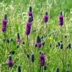 High Country Gardens Sales -High Country Gardens Sales purple prairie clover little prairie native mix