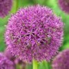 Purple Suze Allium 2 Purple Suze Allium -High Country Gardens Sales purple suze allium fall flower bulb