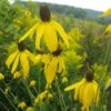Gray Headed Prairie Coneflower