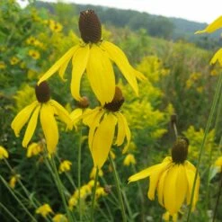 Gray Headed Prairie Coneflower