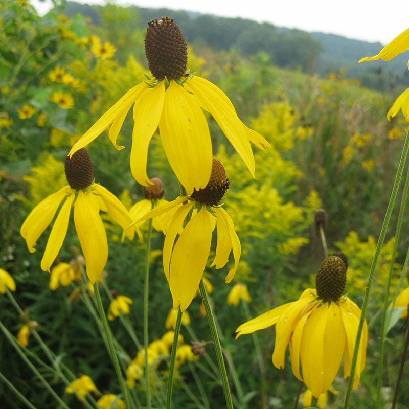 Gray Headed Prairie Coneflower 3 Gray Headed Prairie Coneflower