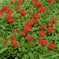 Red Devil Perennial Verbena -High Country Gardens Sales red devils perennials verbena 2