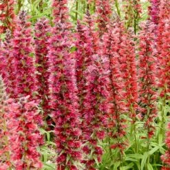 Red Feathers (Echium) -High Country Gardens Sales red feathers 2