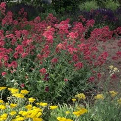 Red Valerian (Centranthus) 9 Red Valerian (Centranthus) -High Country Gardens Sales red valerian 1