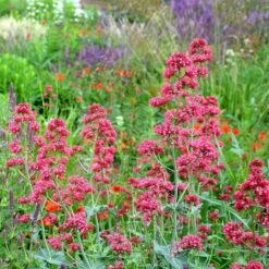 Red Valerian (Centranthus) 7 Red Valerian (Centranthus) -High Country Gardens Sales red valerian