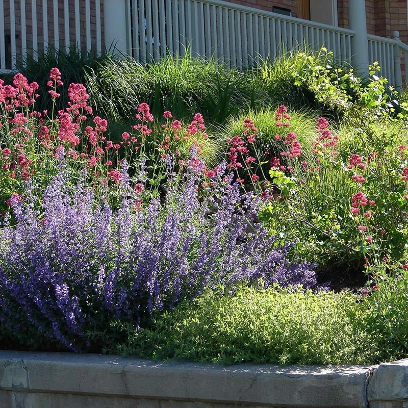 Red Valerian (Centranthus) 3 Red Valerian (Centranthus)
