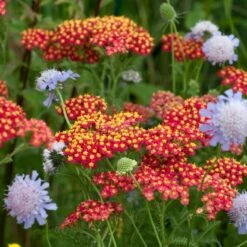Red Velvet Yarrow 5 Red Velvet Yarrow -High Country Gardens Sales red velvet yarrow close up