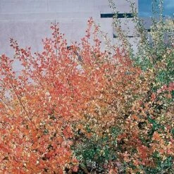Three-Leaf Sumac (Rhus) 6 Three-Leaf Sumac (Rhus) -High Country Gardens Sales rhus trilobata1 1 1