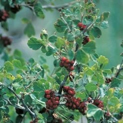 Three-Leaf Sumac (Rhus) 7 Three-Leaf Sumac (Rhus) -High Country Gardens Sales rhus trilobata 1 1
