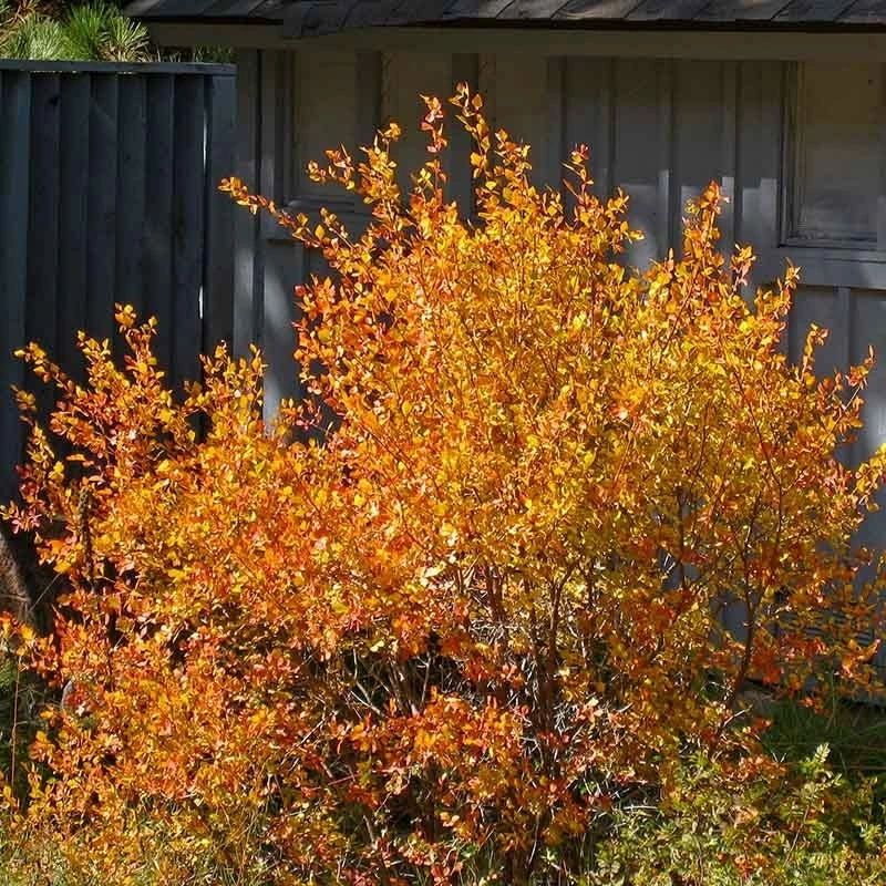 Three-Leaf Sumac (Rhus) 3 Three-Leaf Sumac (Rhus)