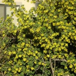 Crandall's Clove Scented Currant (Ribes) -High Country Gardens Sales ribes odoratum crandali close up of flwr