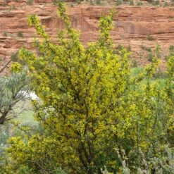 Crandall's Clove Scented Currant (Ribes) -High Country Gardens Sales ribes odoratum crandall mature