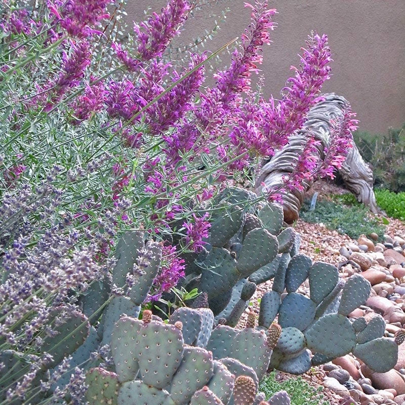 Rosita Agastache 5 Rosita Agastache - Image 3