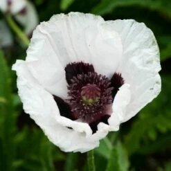 Oriental Poppy Collection (Papaver) -High Country Gardens Sales royal wedding oriental poppy papaver walters gardens cropped