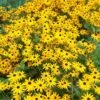 Goldsturm Black Eyed Susan -High Country Gardens Sales rudbeckia cropped