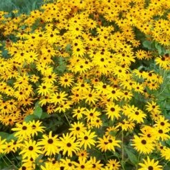 Summer Dreams Pre-Planned Garden -High Country Gardens Sales rudbeckia cropped 1