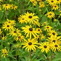 Butterfly Paradise Pre-Planned Cottage Garden -High Country Gardens Sales rudbeckia fulgida goldsturm yellow blooms