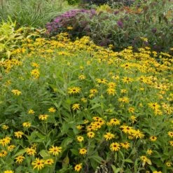 Deam's Black Eyed Susan