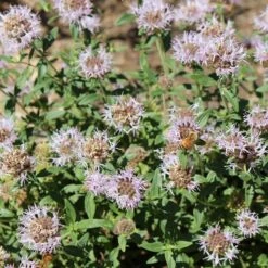 Russian River Coyote Mint (Monardella) -High Country Gardens Sales russian river coyote mint pollinator