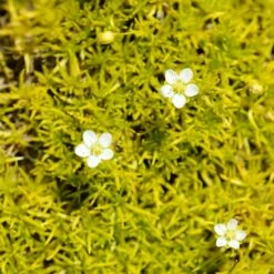 Scotch Moss (Sagina)