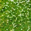 Green Irish Moss (Sagina) 1 Green Irish Moss (Sagina) -High Country Gardens Sales sagina subulata irish moss 1