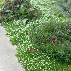 Green Irish Moss (Sagina) -High Country Gardens Sales sagina subulata irish moss 2