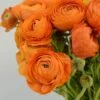 Salmon Ranunculus -High Country Gardens Sales salmon tecolote ranuncuclus orange 1