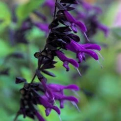 Amistad Salvia -High Country Gardens Sales salvia amistad friendship sage