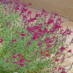 Burgundy Seduction Salvia 9 Burgundy Seduction Salvia -High Country Gardens Sales salvia burgundy seduction