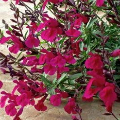 Burgundy Seduction Salvia 8 Burgundy Seduction Salvia -High Country Gardens Sales salvia burgundy seduction1