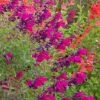 Cold Hardy Rainbow Salvia Collection -High Country Gardens Sales salvia burgundy seduction 1