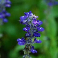 Texas Violet Salvia -High Country Gardens Sales salvia farinacea texas violet mealy sage