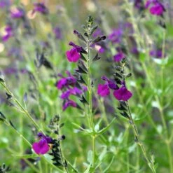 FlowerKisser® Dark Shadows Salvia -High Country Gardens Sales salvia flowerkisser dark shadows sage close up 2