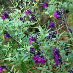 FlowerKisser® Dark Shadows Salvia -High Country Gardens Sales salvia flowerkisser dark shadows sage close up