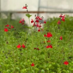 Furman's Red Texas Salvia -High Country Gardens Sales salvia furmans red garden flower