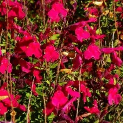 Furman's Red Texas Salvia -High Country Gardens Sales salvia greggii furmans red close up 1