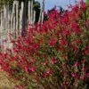 Furman's Red Texas Salvia 2 Furman's Red Texas Salvia -High Country Gardens Sales salvia greggii furmans red flowers