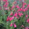 FlowerKisser® Coral-Pink Salvia -High Country Gardens Sales salvia greggii wwg003 flowerkisser coral pink sage cropped 3