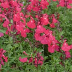 FlowerKisser® Coral-Pink Salvia 7 FlowerKisser® Coral-Pink Salvia -High Country Gardens Sales salvia greggii wwg3flowerkisser coral pink sage