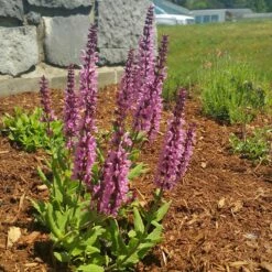 Lyrical™ Rose Salvia -High Country Gardens Sales salvia lyrical rose office garden