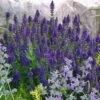 Marcus Dwarf Blue Salvia -High Country Gardens Sales salvia marcus emmis oure cropped