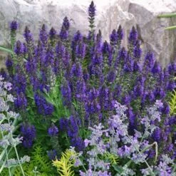 My Soil Is Like A Brick Collection -High Country Gardens Sales salvia marcus emmis oure flowers