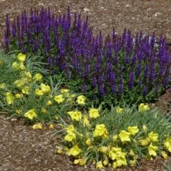 Little Night Salvia -High Country Gardens Sales salvia nemerosa little night oenothera shimmer